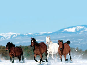 马在雪地驰骋幻灯片背景图片