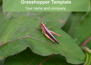 Locust Feature - Template Insecte Ppt