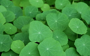 Lotus leaf clover eye moisturizes high-definition slide background image
