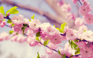 gambar latar belakang Maret Peach Blossom slideshow