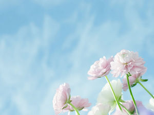 Pink flower background image