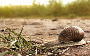 Straßenrand Snail Diashow Hintergrundbild