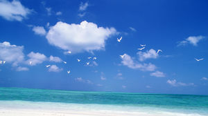 Sea seagulls blue sky white clouds high background picture