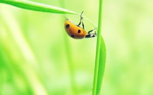 Sette Stelle Ladybugs eleganti e belle immagini HD di sfondo