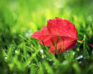 Share a group of beautiful small fresh ppt background picture 9