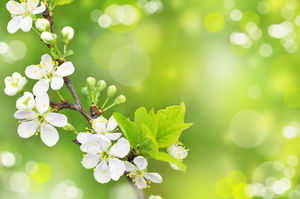 春咲く緑の夢のスポットPPTの背景画像