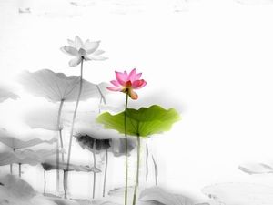 Stone goldfish lotus Chinese style series ppt background picture