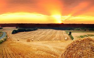 campo de trigo do por do sol lindo cenário