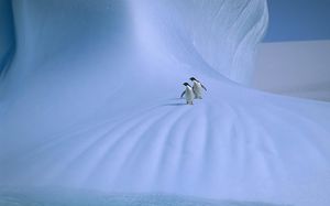 Doi pinguini poze drăguț în zăpadă