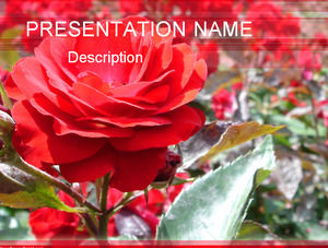 Two sets of bright flowers rose Valentine 's Day ppt template