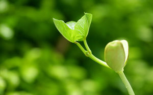 Unearthed buds high-definition ppt background picture (3 photos)