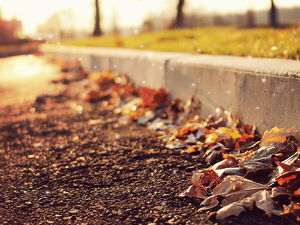 Winter Maple Leaf Closeup Slideshow Background